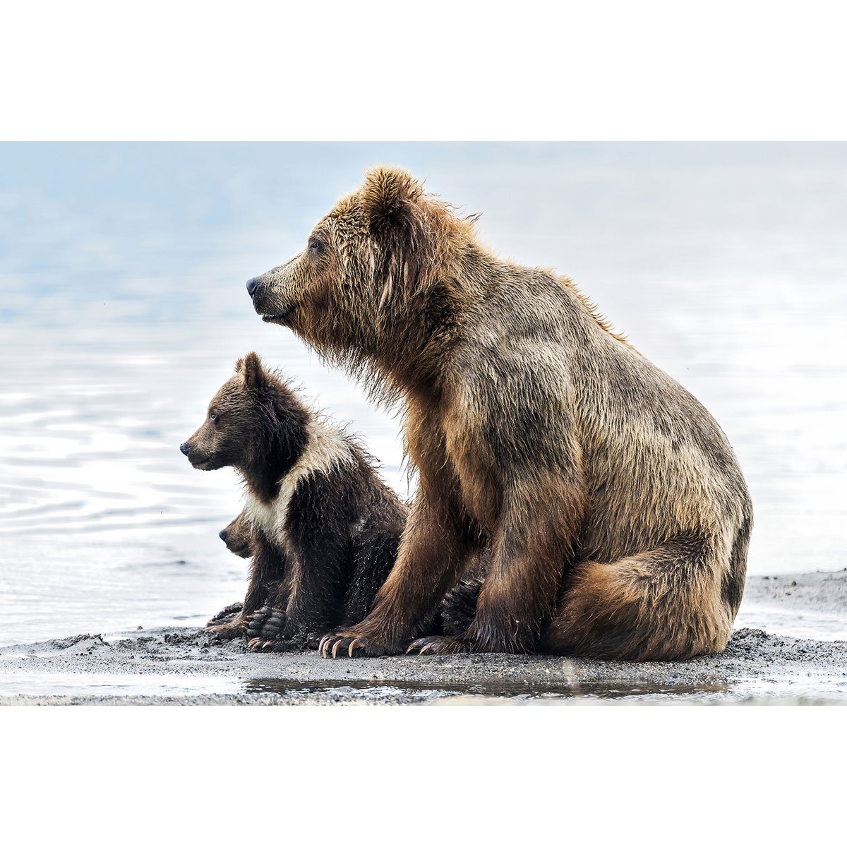 Tableau animaux profile Family tableau alu dibond, HEXOA