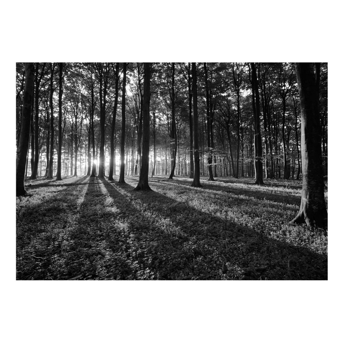 Papier peint intissé panoramique Paysage The Light in the Forest noir, EDEN