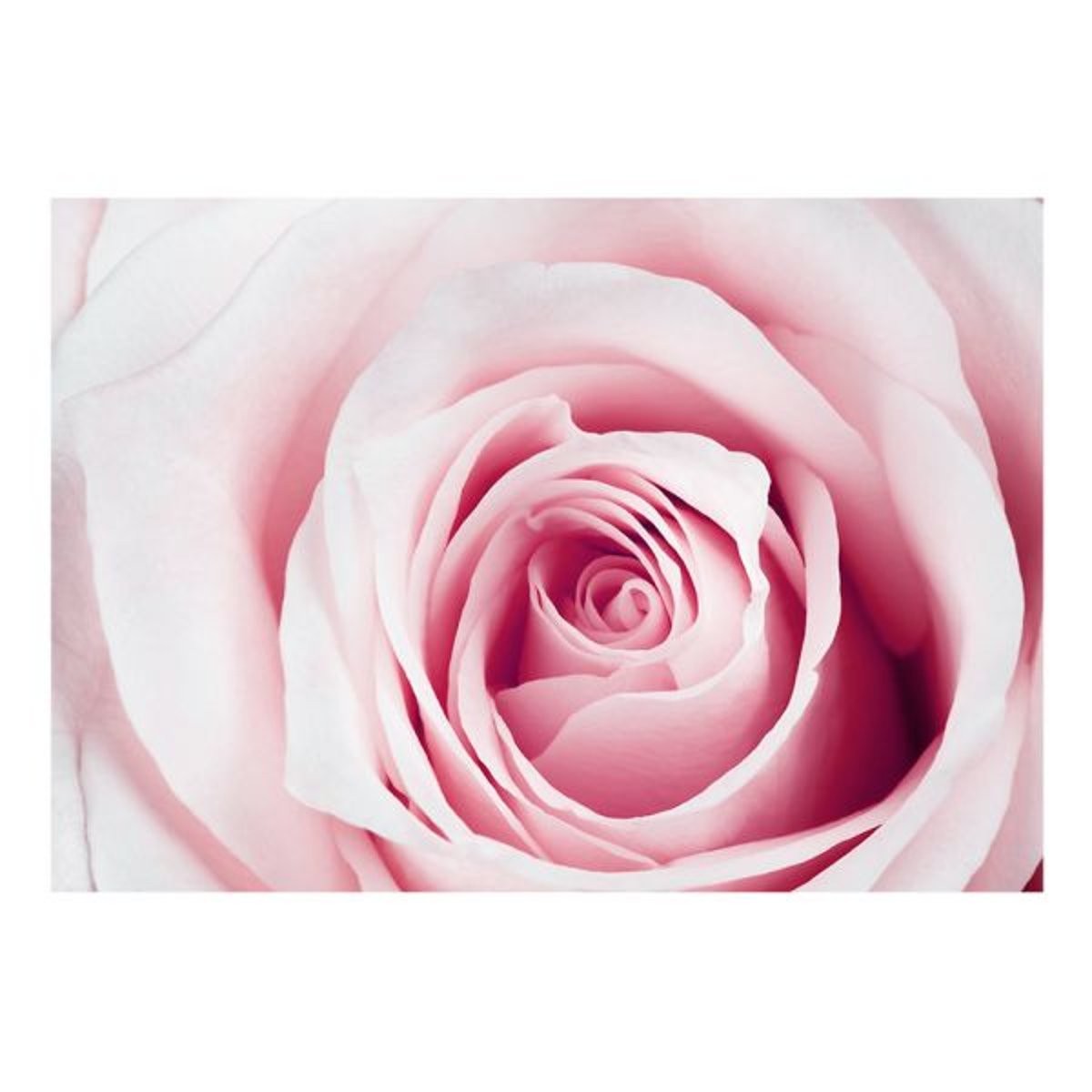 Papier peint intissé panoramique Fleurs Rose maze rose, EDEN