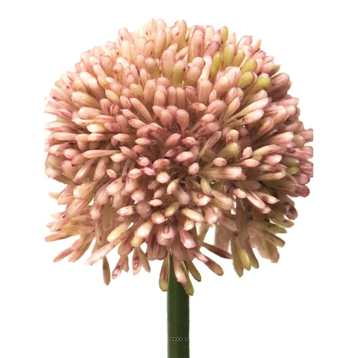 Allium artificiel en tige H 45 cm Rose rose, ARTIFICIELLES