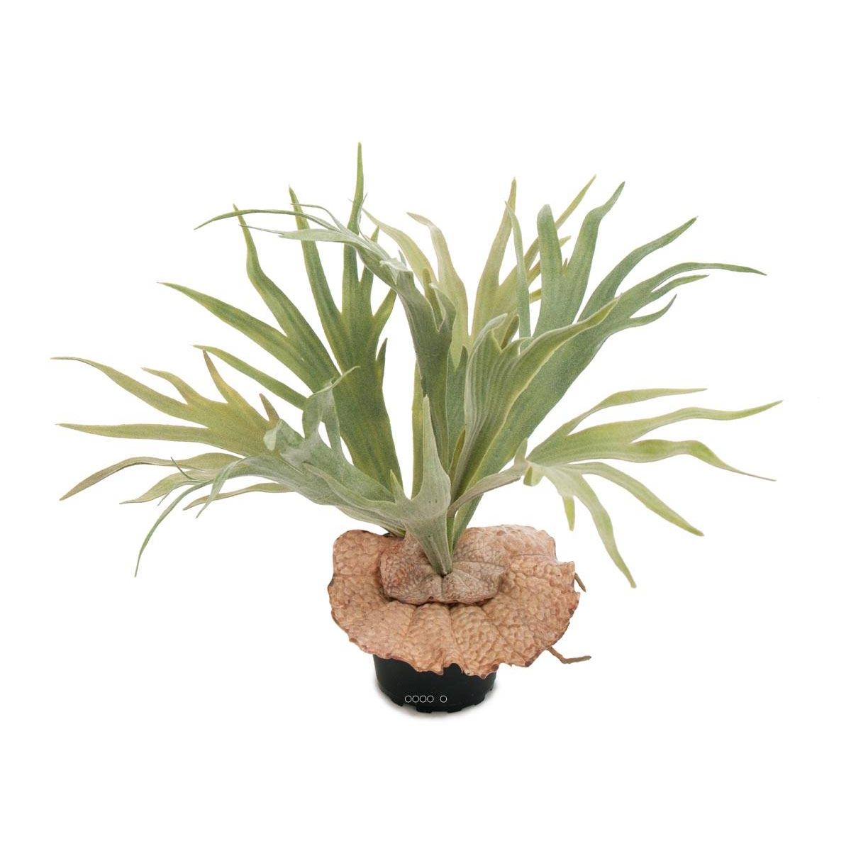 Platycerium bifurcatum artificiel en pot H 30 v002239, ARTIFICIELLES