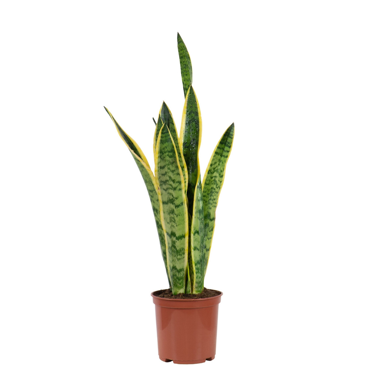 Planta anti-humidade (conjunto 4), BIOMA verde, BIOMA PLANTS