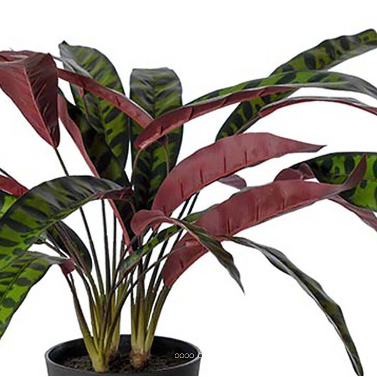 Calathea artificiel en pot H 60 cm D 65 cm v002239, ARTIFICIELLES