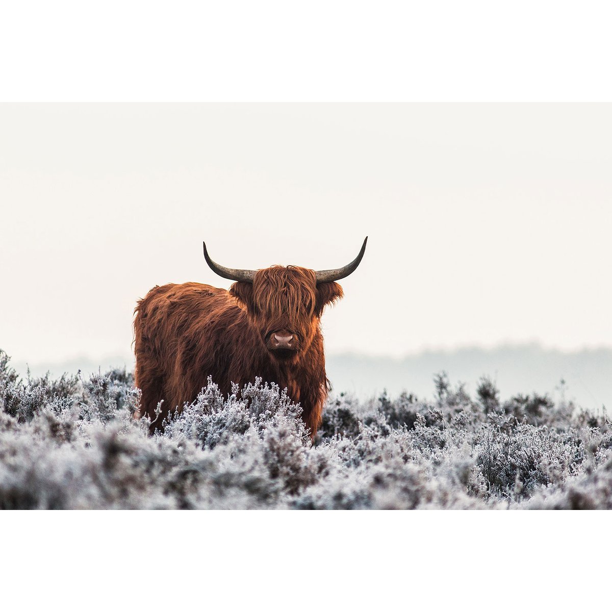 Tableau vache Highland tableau alu dibond, HEXOA