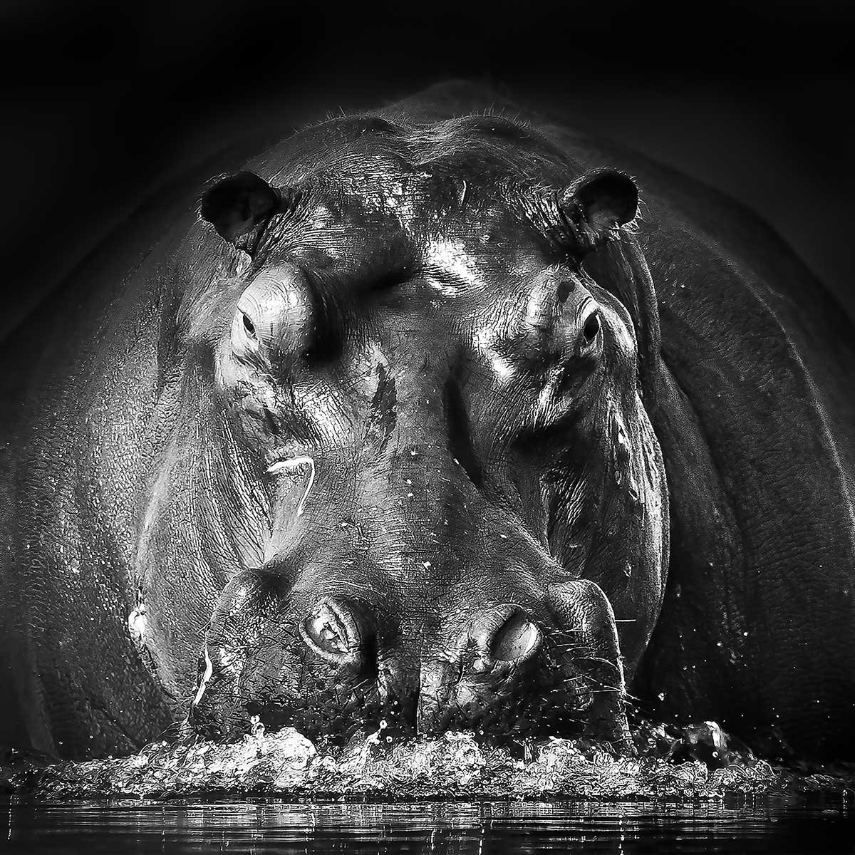 Tableau animaux portrait hippo tableau alu dibond, HEXOA