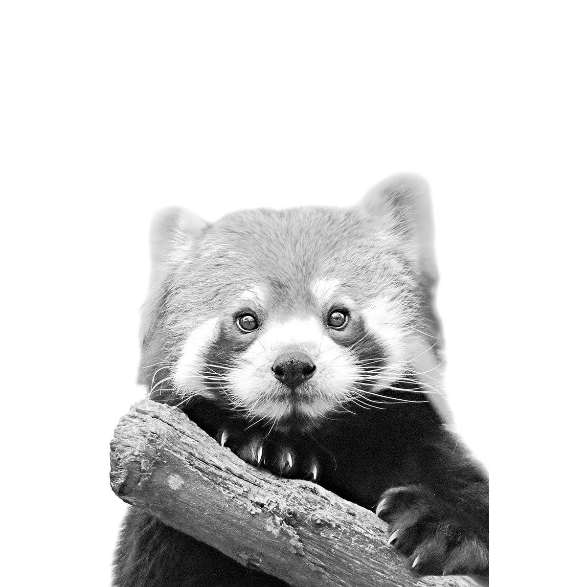 Tableau animaux panda roux toile imprimée, HEXOA
