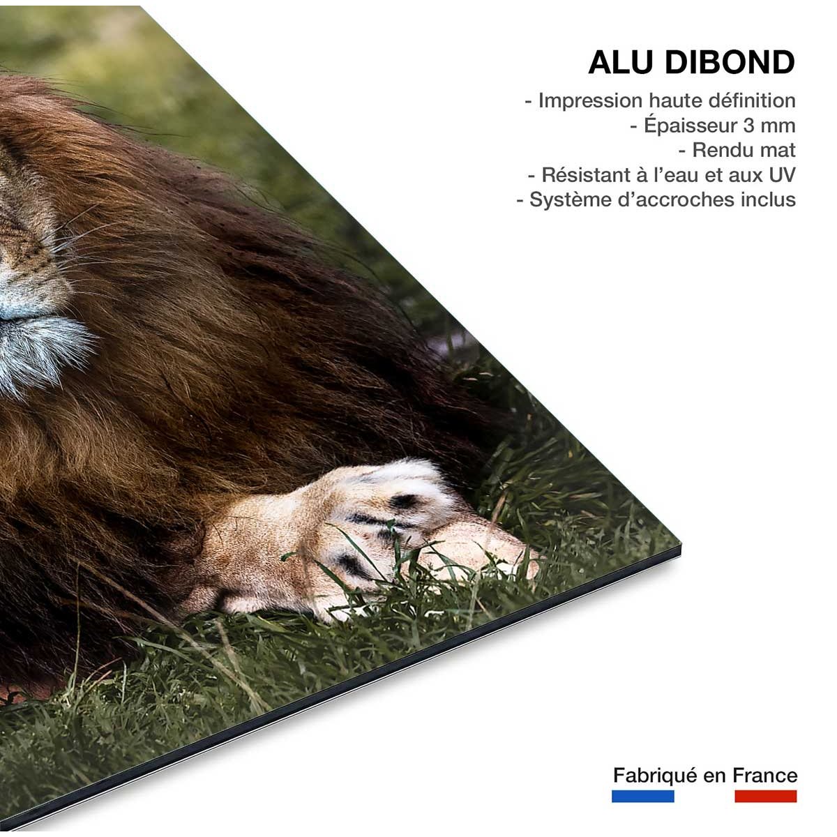 Tableau animaux pattes de lion tableau alu dibond, HEXOA