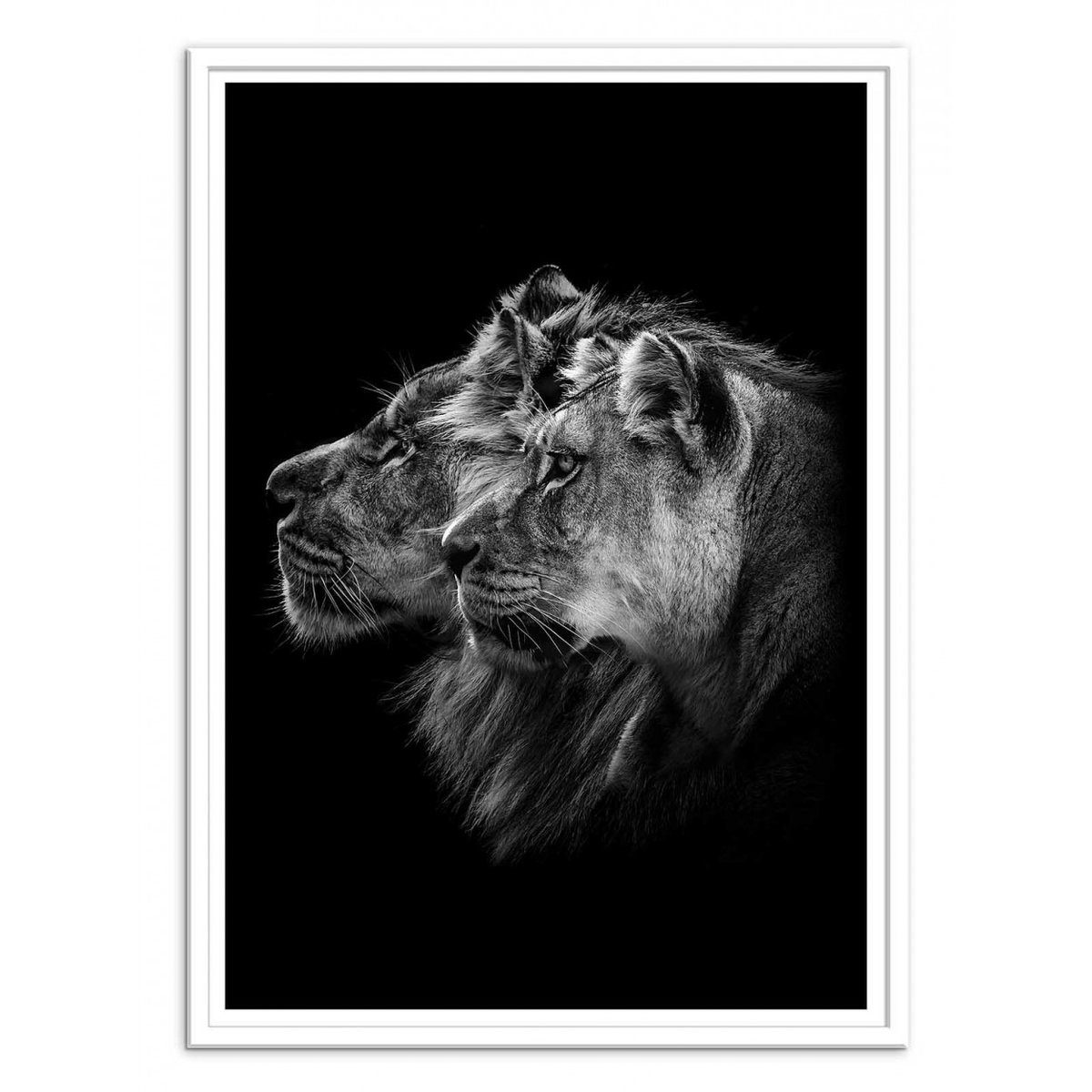 Affiche d'art - Lion and  lioness portrait - Laurent Lothare Dambreville affiche d'art, WALL EDITIONS