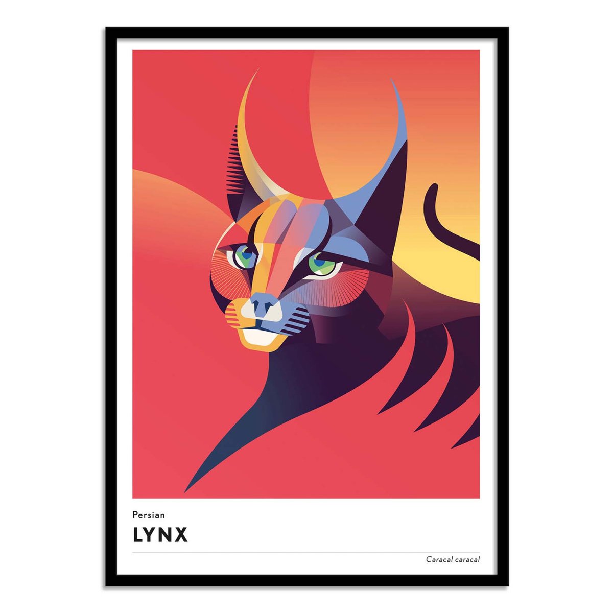 Affiche d'art - Persian Lynx - Mark Harrison couleur unique, WALL EDITIONS