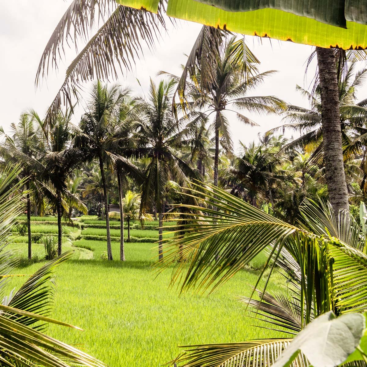 Papier peint panoramique exotique paysage de bali intissé, HEXOA