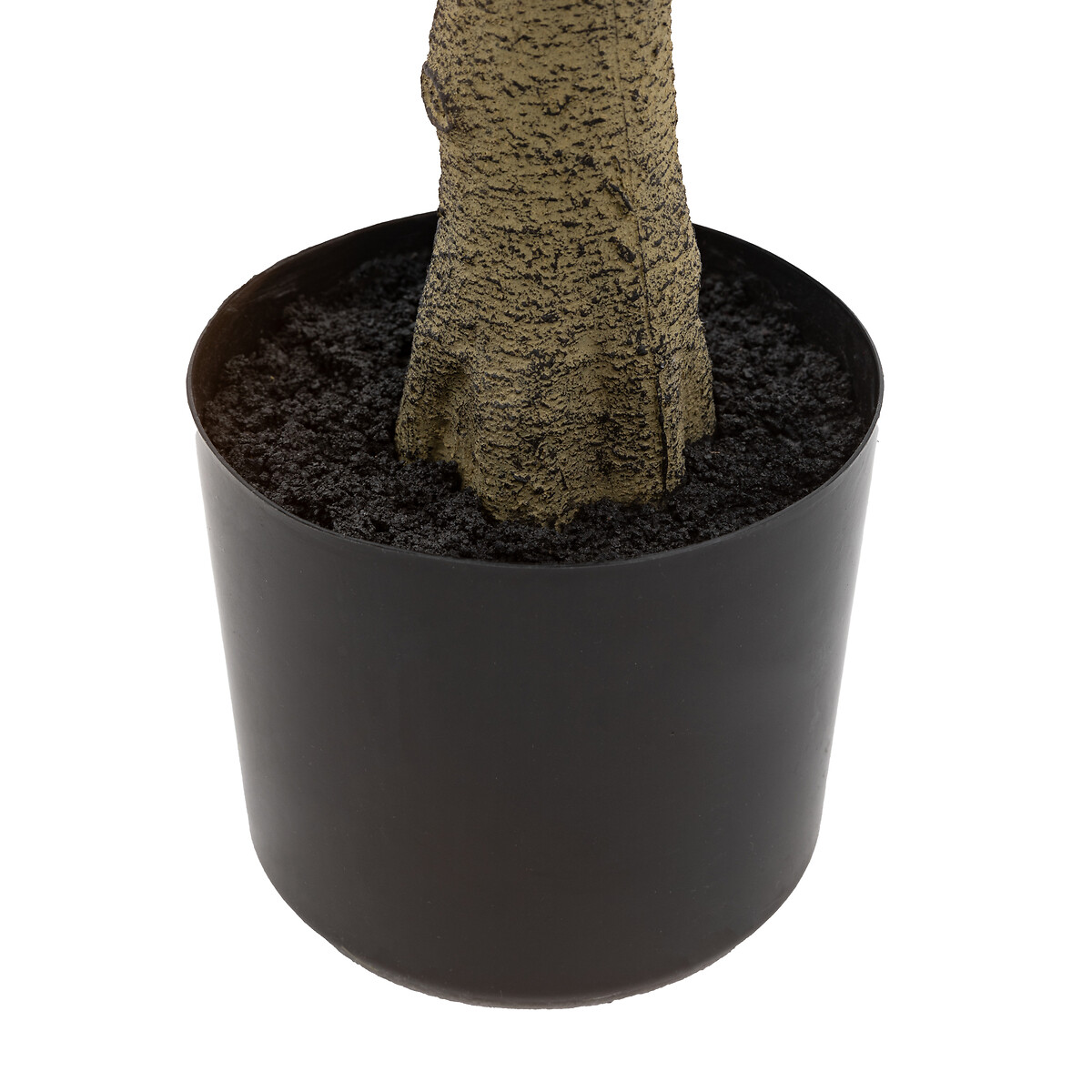 5ft Potted Chinese White Olive Tree green, ÉDITÉ