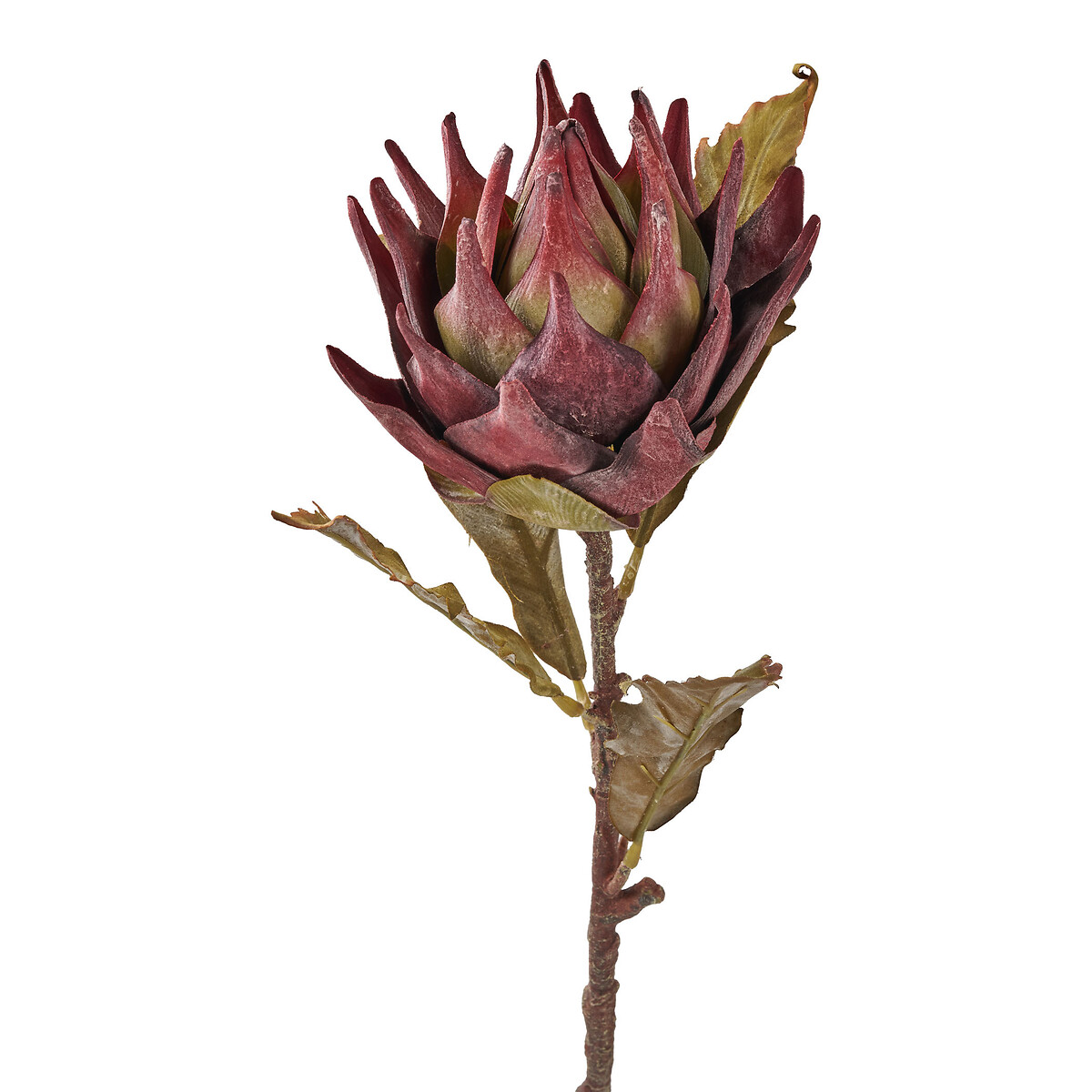 Set of 6 74cm Mulberry Lotus Stems brown              , ÉDITÉ