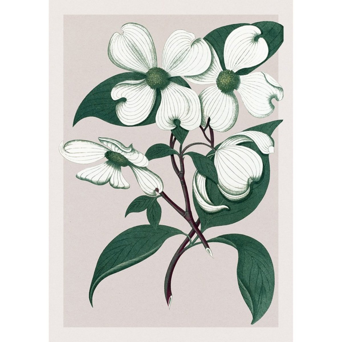 Affiche plante Cornus Florida vert, THE DYBDAHL CO