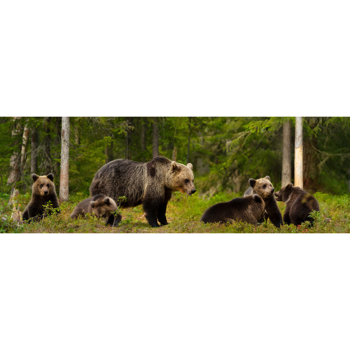 Tableau Mural Famille D'ours ANIMAUX tableaux sur toile-vert, CEANOTHE