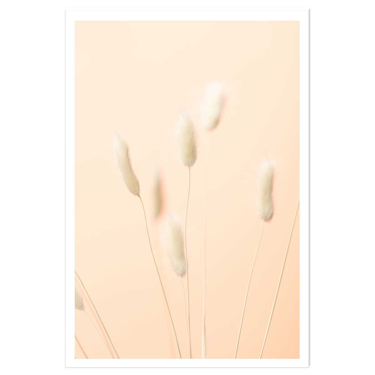 Affiche scandi pampa affiche seule, HEXOA