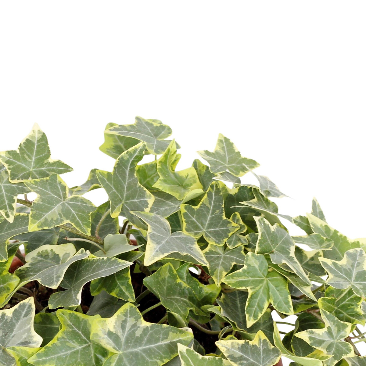 Planta Hera goldchild, BIOMA verde, BIOMA PLANTS