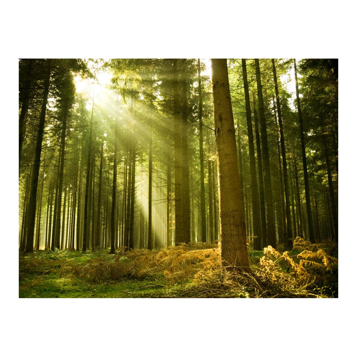Papier peint intissé panoramique Paysage Forêt de pins multicouleur, EDEN