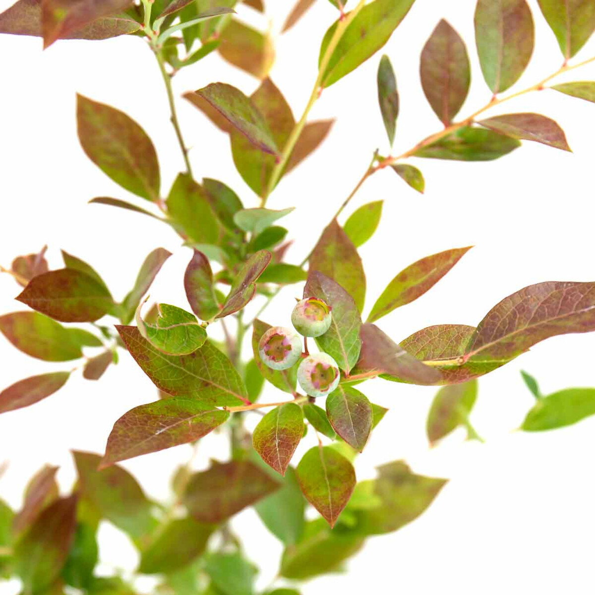 Planta Mirtilo, BIOMA verde, BIOMA PLANTS
