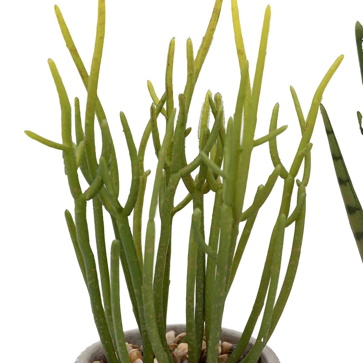 Set of 2 Small Succulents in Ceramic Pots natural, ÉDITÉ