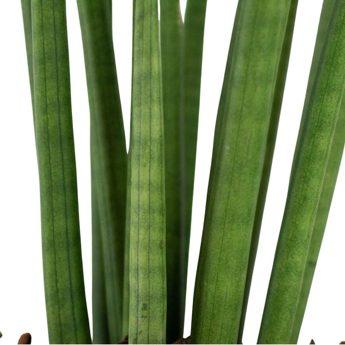 Planta Sansevieria Cylindrica, BIOMA  verde, BIOMA PLANTS