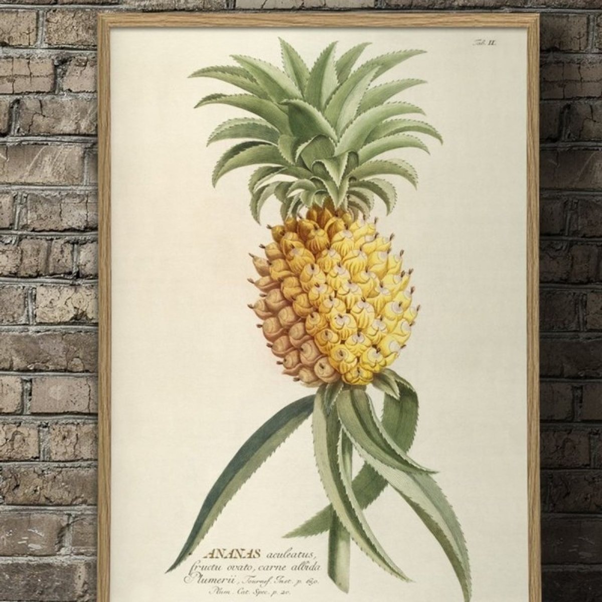 Affiche ananas Ananas aculeatus jaune, THE DYBDAHL CO