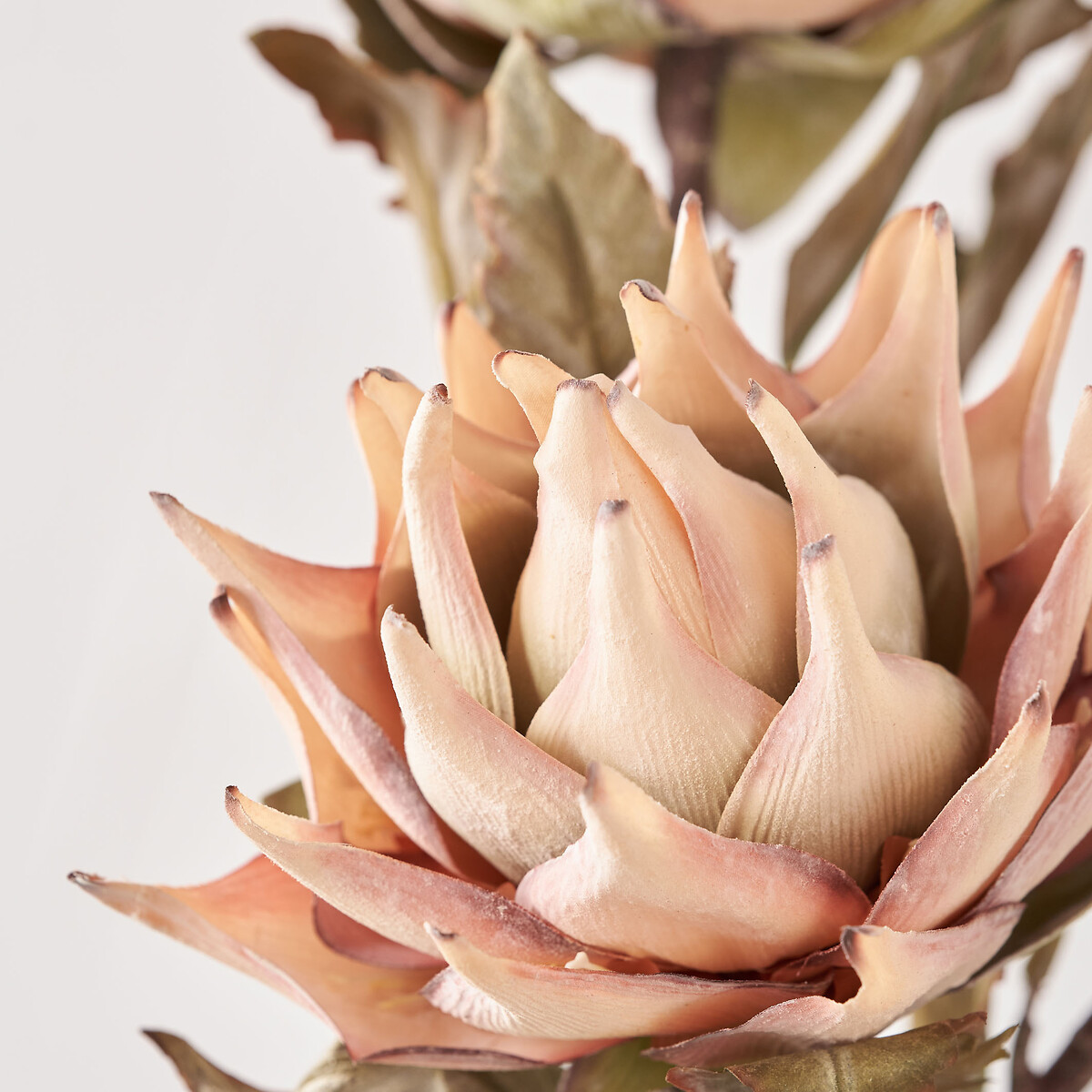 Natural Apricot Dried Flower Bunch natural, ÉDITÉ
