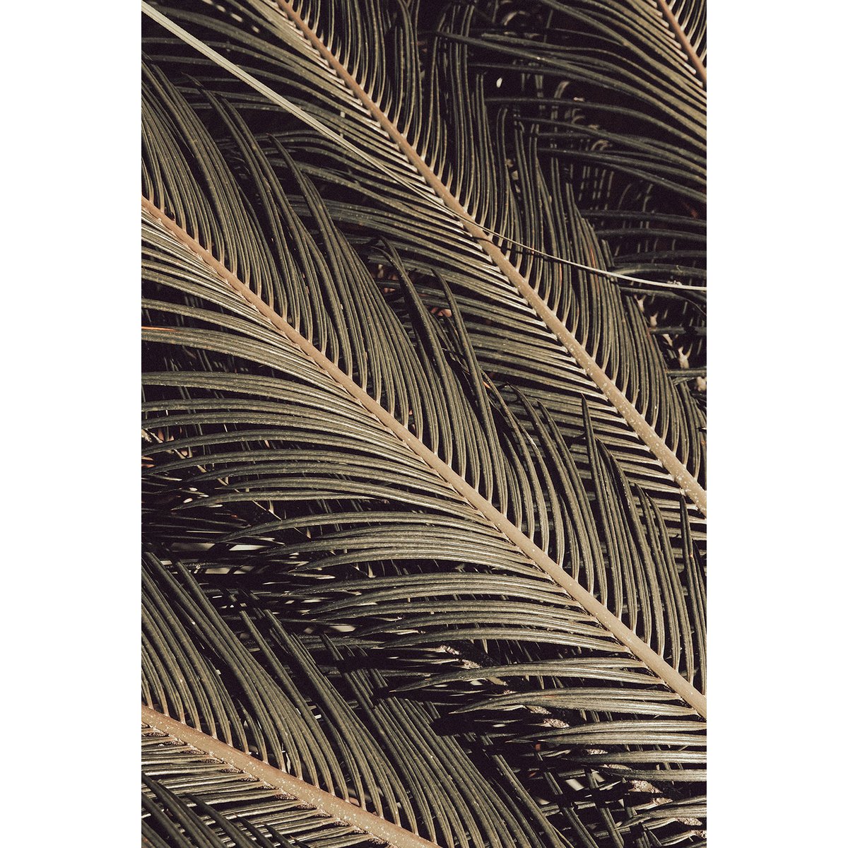 Tableau palm island tableau alu dibond, HEXOA