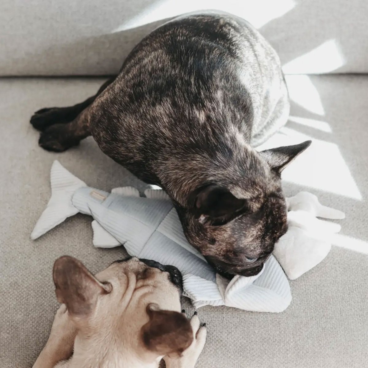 Jouet fouille poisson pour chien, TROUUT bleu glacier, LAMBWOLF COLLECTIVE