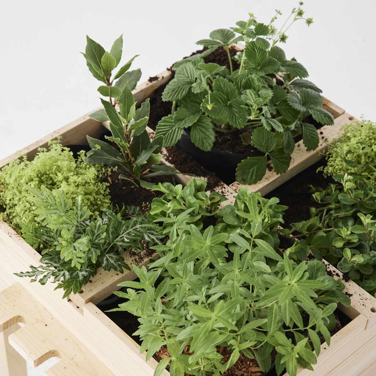 Carré potager en bois blanc, OXYBUL