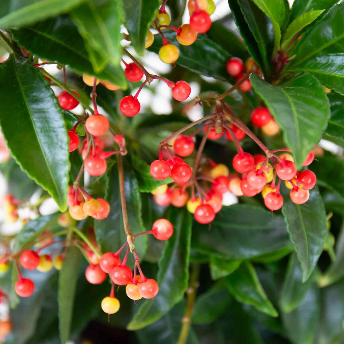 Planta Ardisia Crenata, BIOMA verde, BIOMA PLANTS