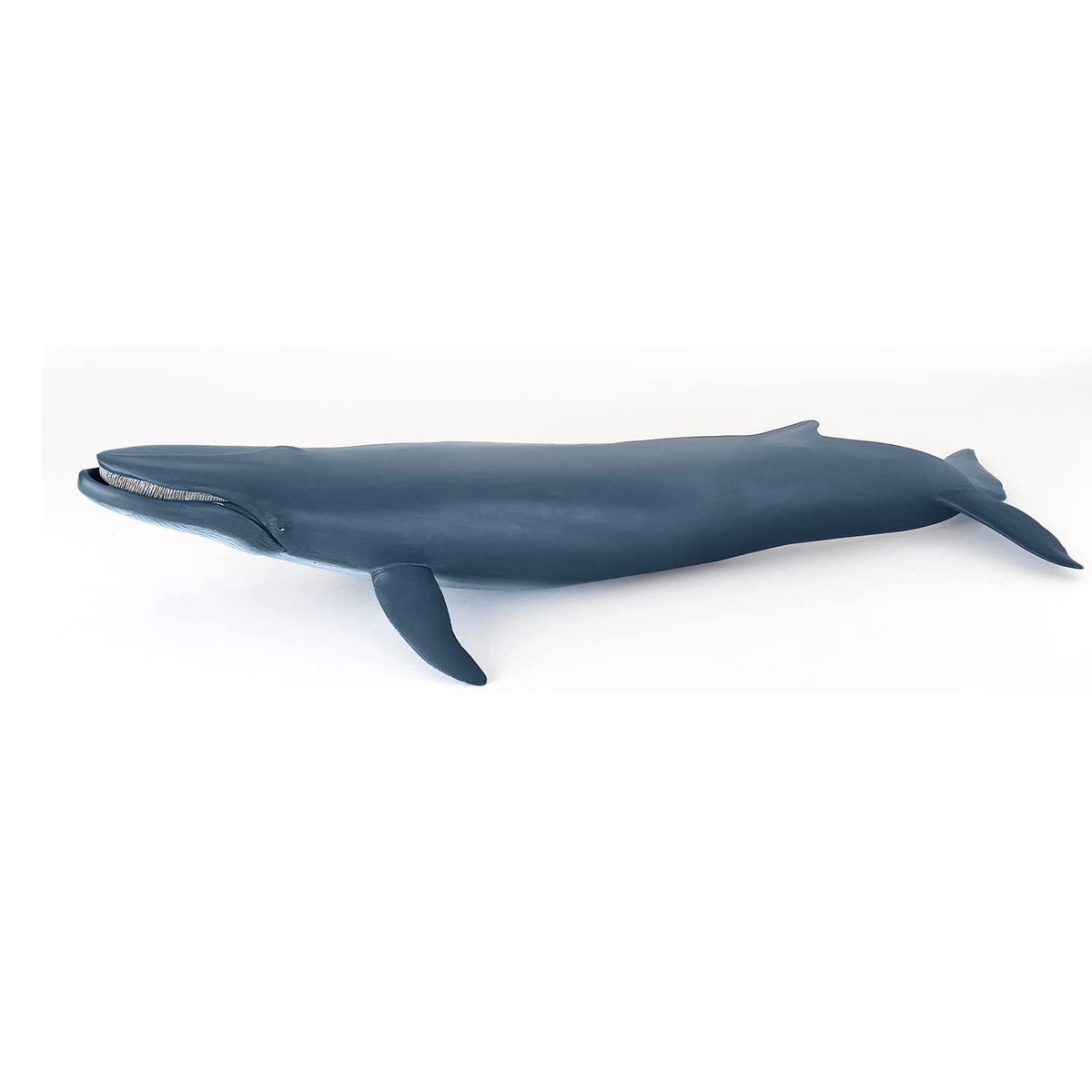Baleine bleue bleu marine, PAPO