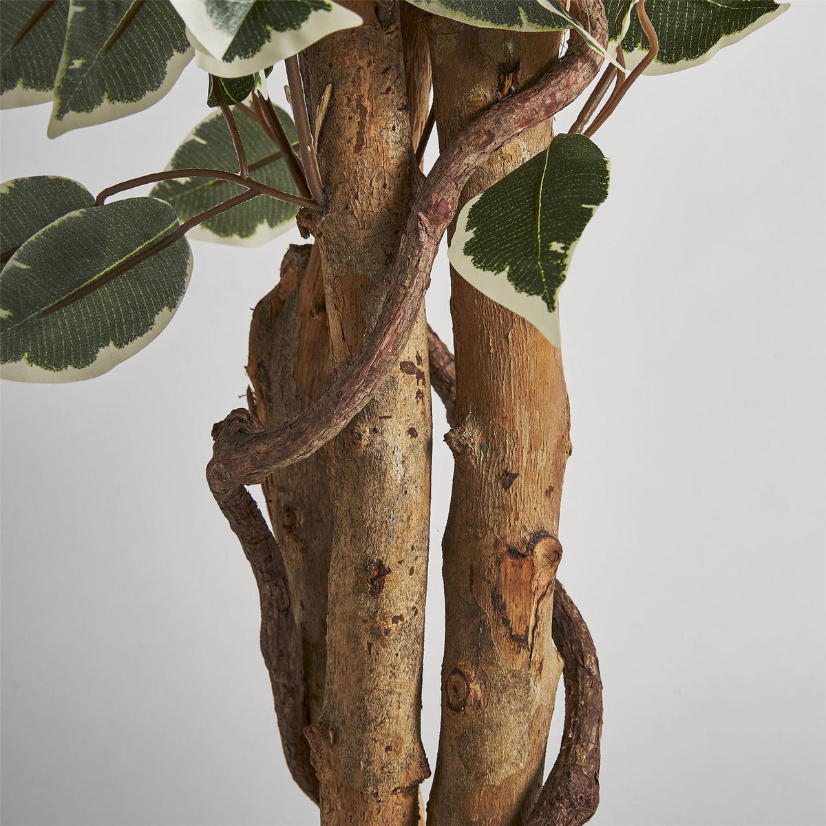 Ficus décoratif à feuillage exotique tropical vert feuillage naturel et tronc marron, RECOLLECTION