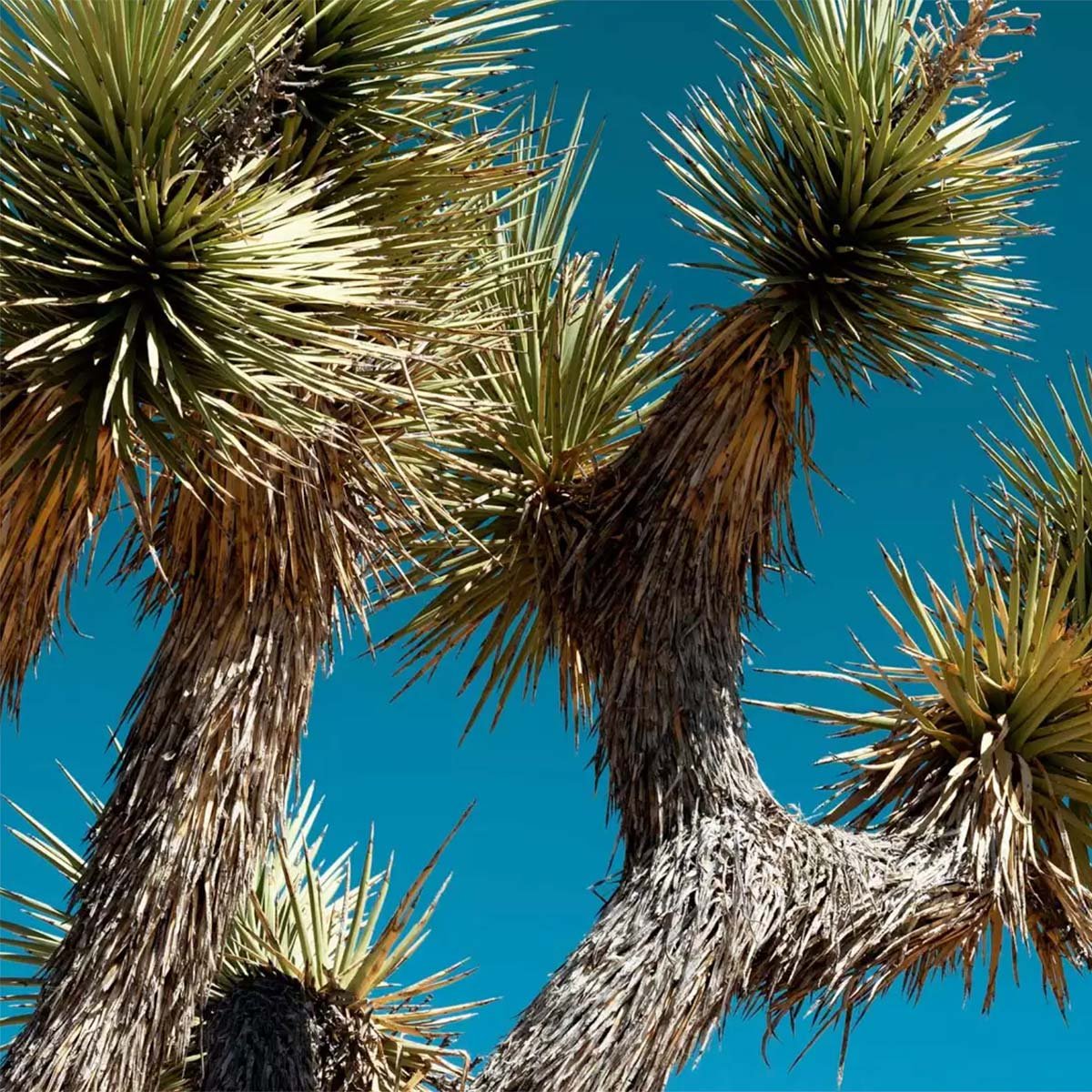 Papier peint jungle cactus geant intissé, HEXOA