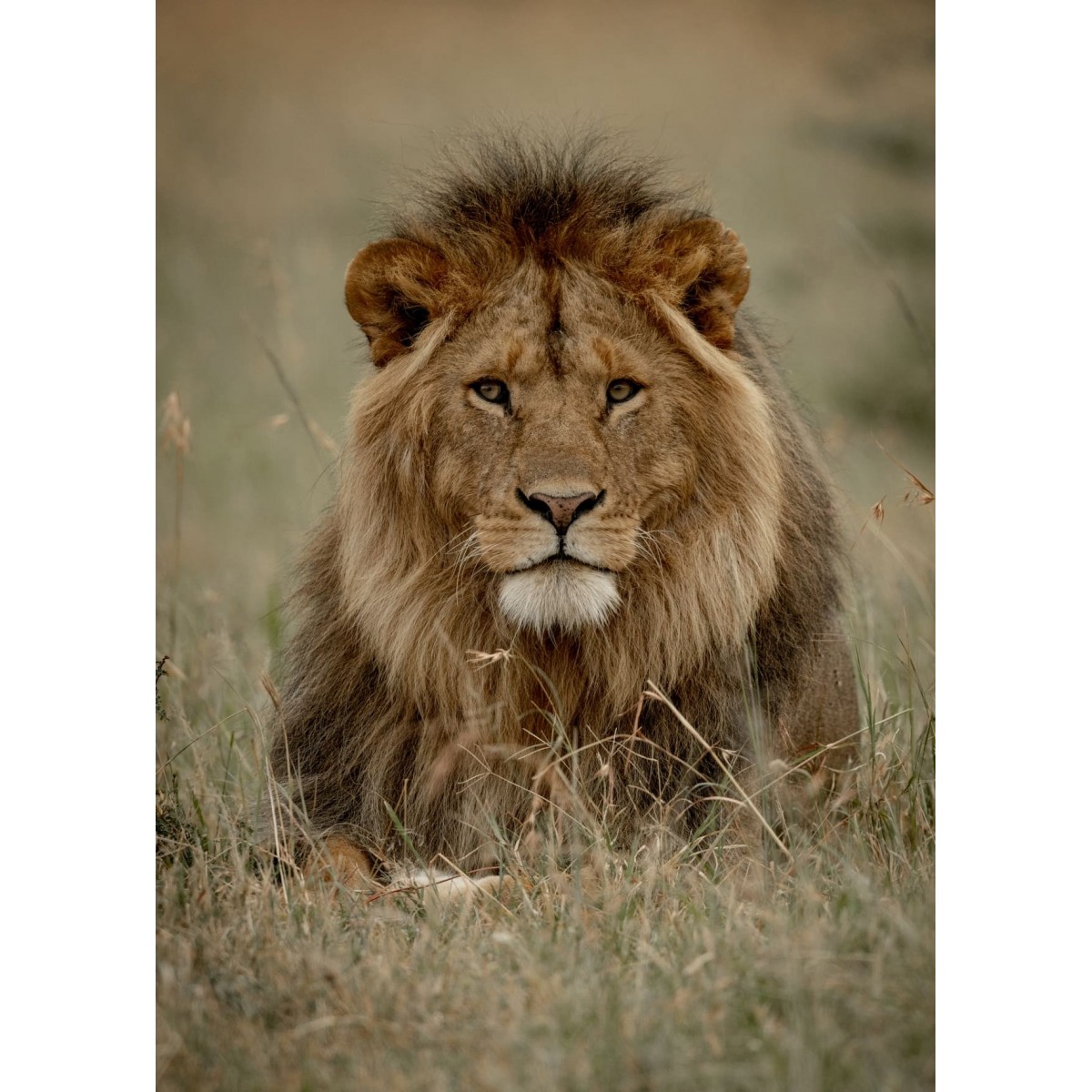 Tableau Mural Lion 100x140 Cm ANIMAUX tableaux sur toile-marron, CEANOTHE