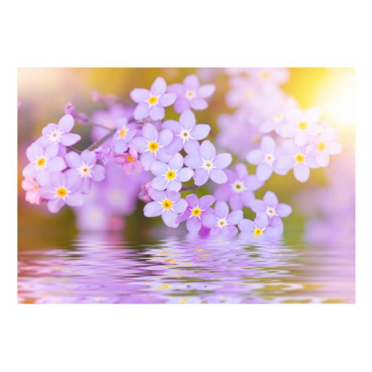 Papier peint intissé panoramique Fleurs Violet Petals In Bloom vert, EDEN