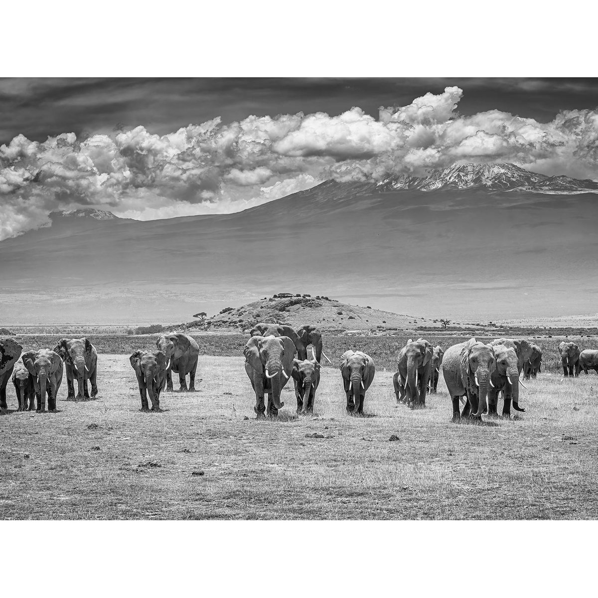 Papier peint éléphants devant le Kilimanjaro intissé, HEXOA
