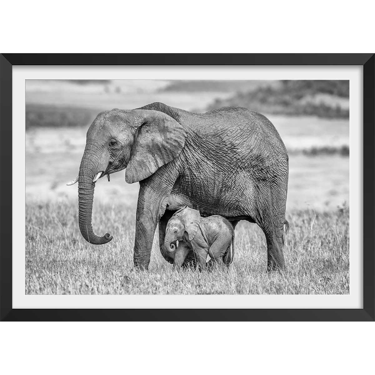 Affiche Mère éléphant affiche + cadre en bois - noir, HEXOA