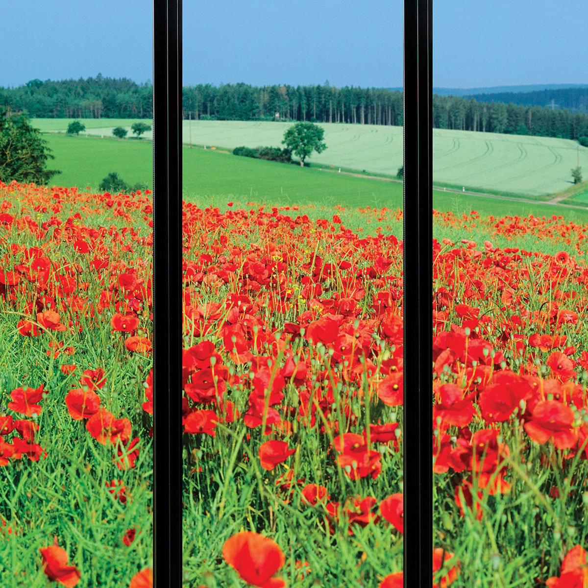 Papier peint, fenêtre sur coquelicots vert, HEXOA