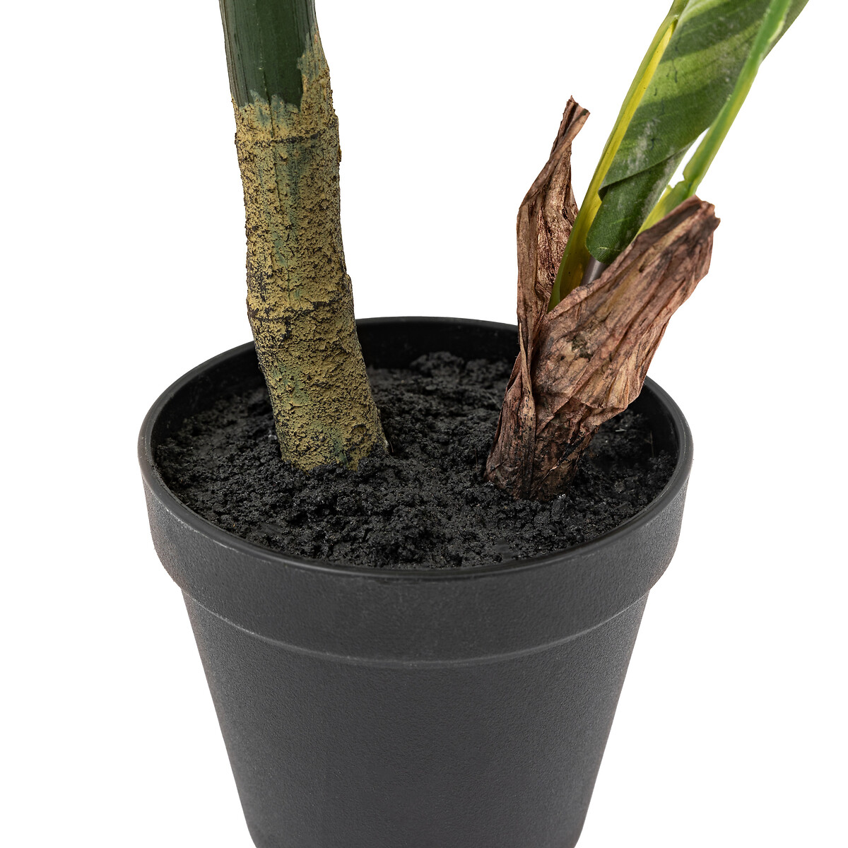 2ft Potted Calathea Leaf Tree green, ÉDITÉ