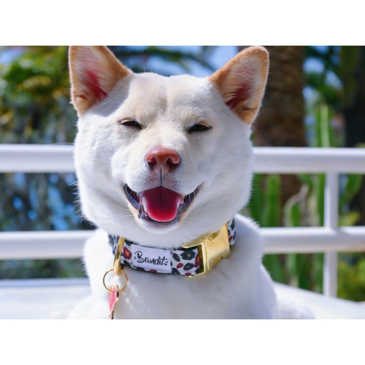 Collier pour chien WILD WILD WOUF motif léopard, FRENCH BANDIT