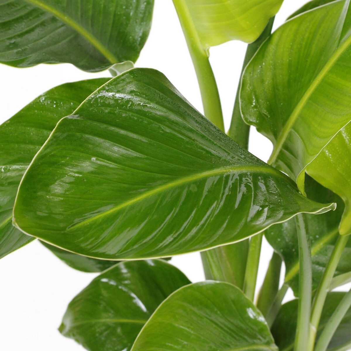 Planta Strelitzia nicolai, da BIOMA verde, BIOMA PLANTS