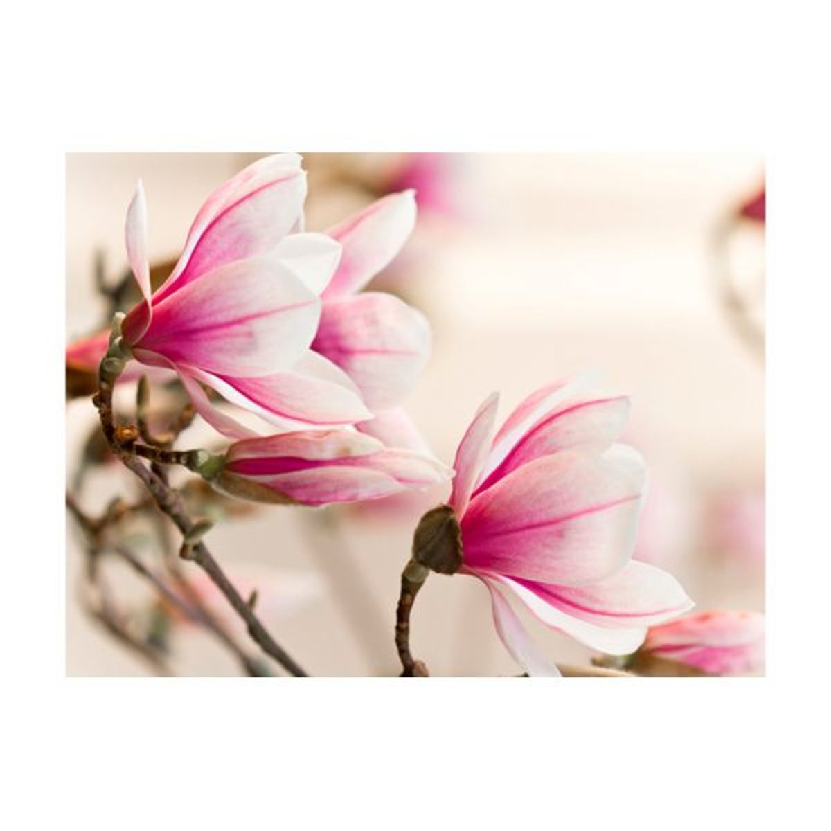 Papier peint intissé panoramique Fleurs Branch of magnolia tree vert, EDEN