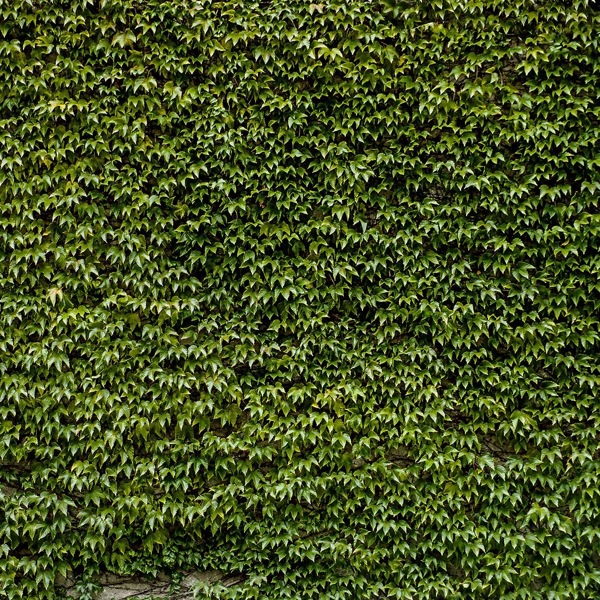 Affiche nature mur de lierres affiche + cadre en bois - noir, HEXOA