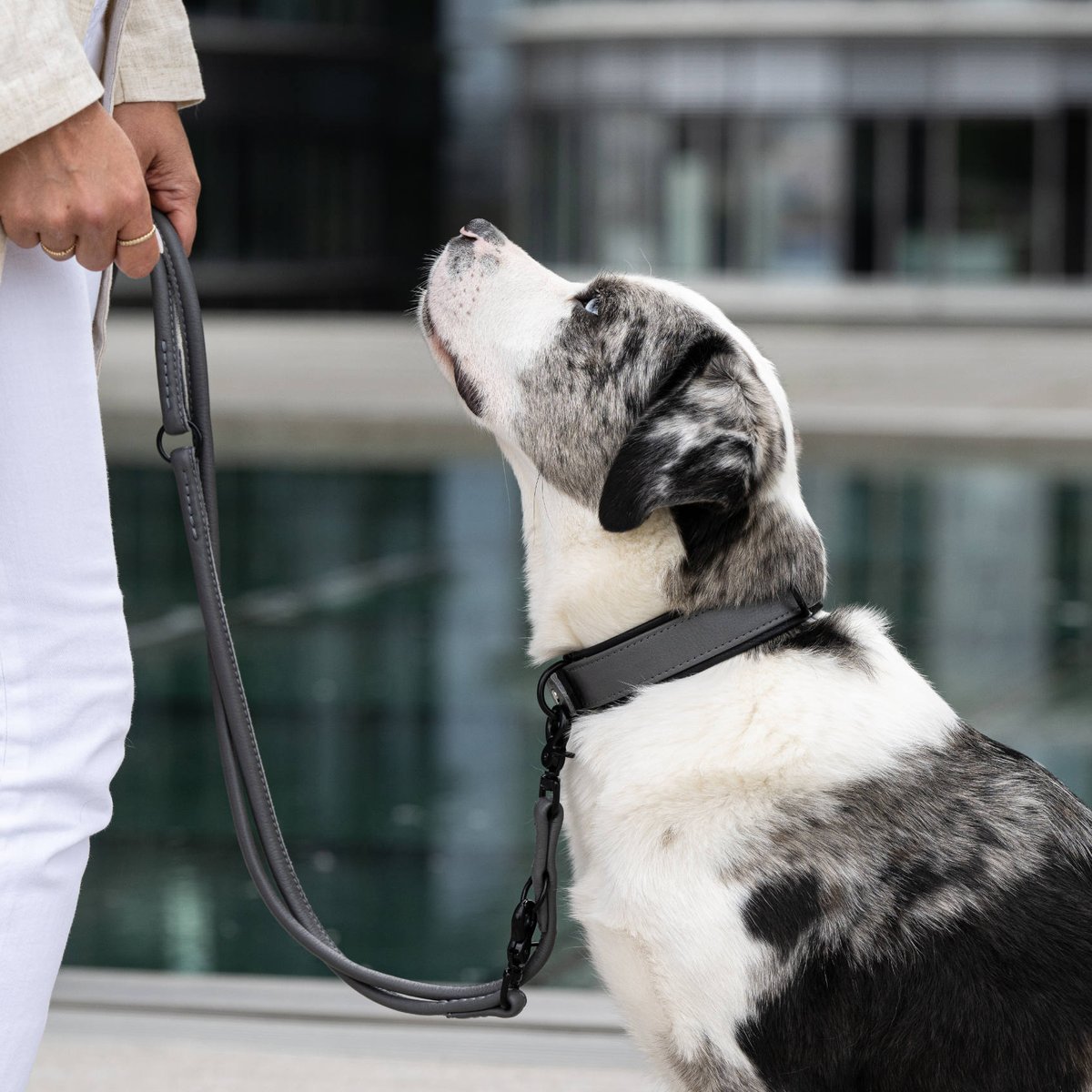 Collier chien en cuir AMICI gris, LABONI
