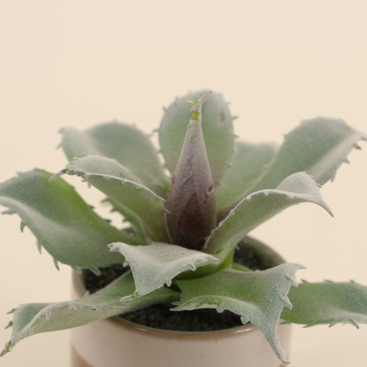 Plante grasse artificielle pot céramique rayé 12cm marron, ORNAMI