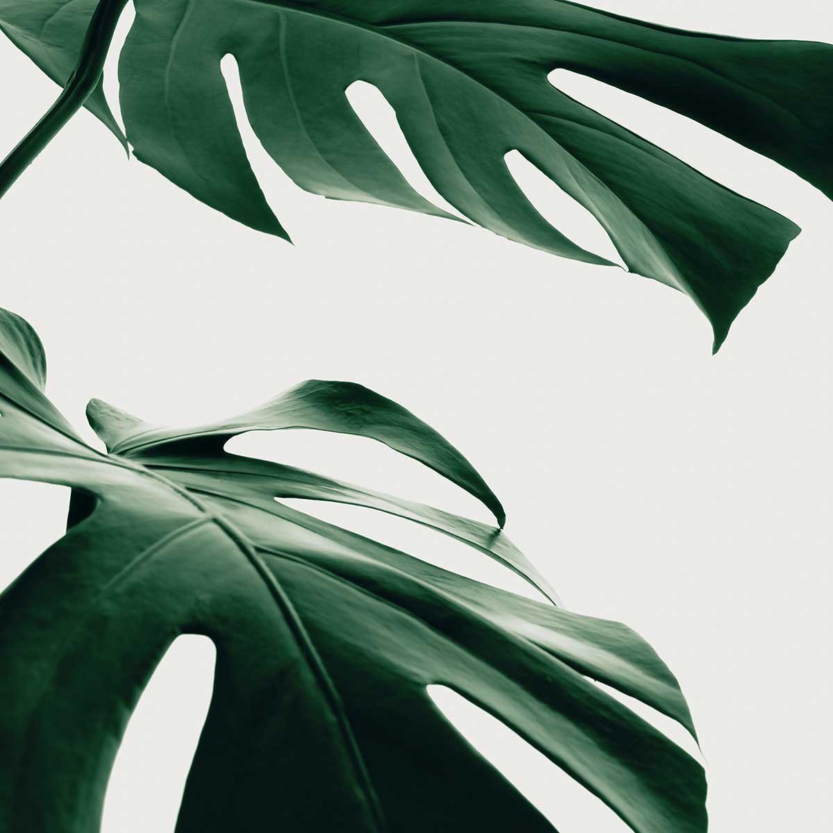 Tableau monstera due tableau alu dibond, HEXOA