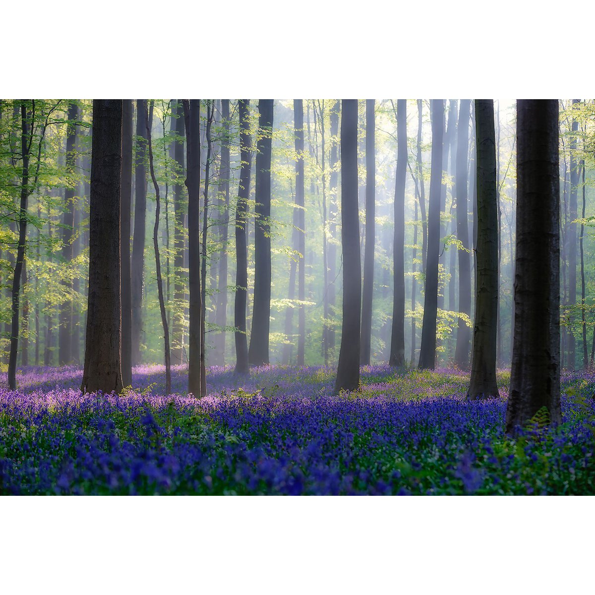 Tableau nature jacinthes et sous-bois tableau alu dibond, HEXOA