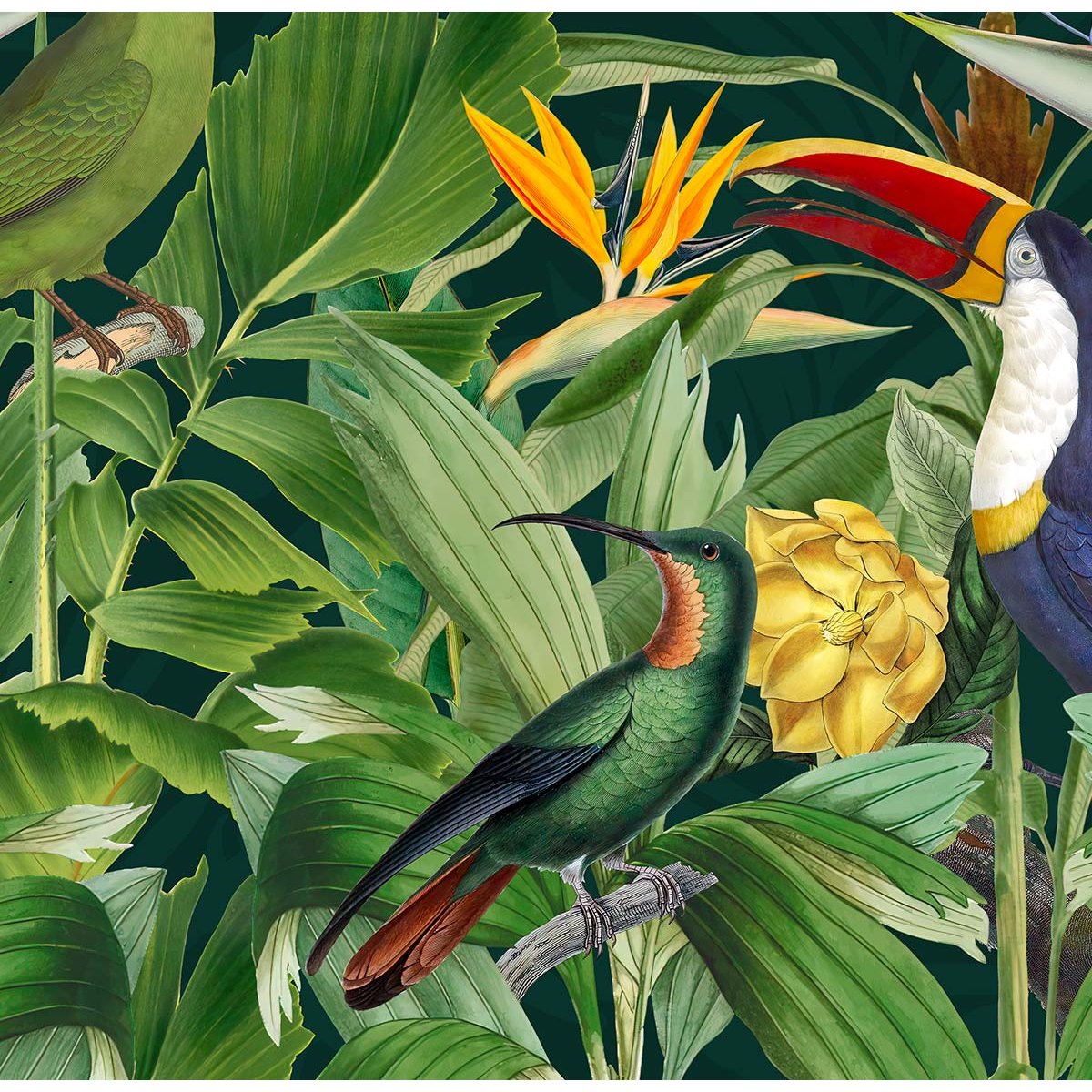 Papier peint oiseaux des tropiques intissé, HEXOA