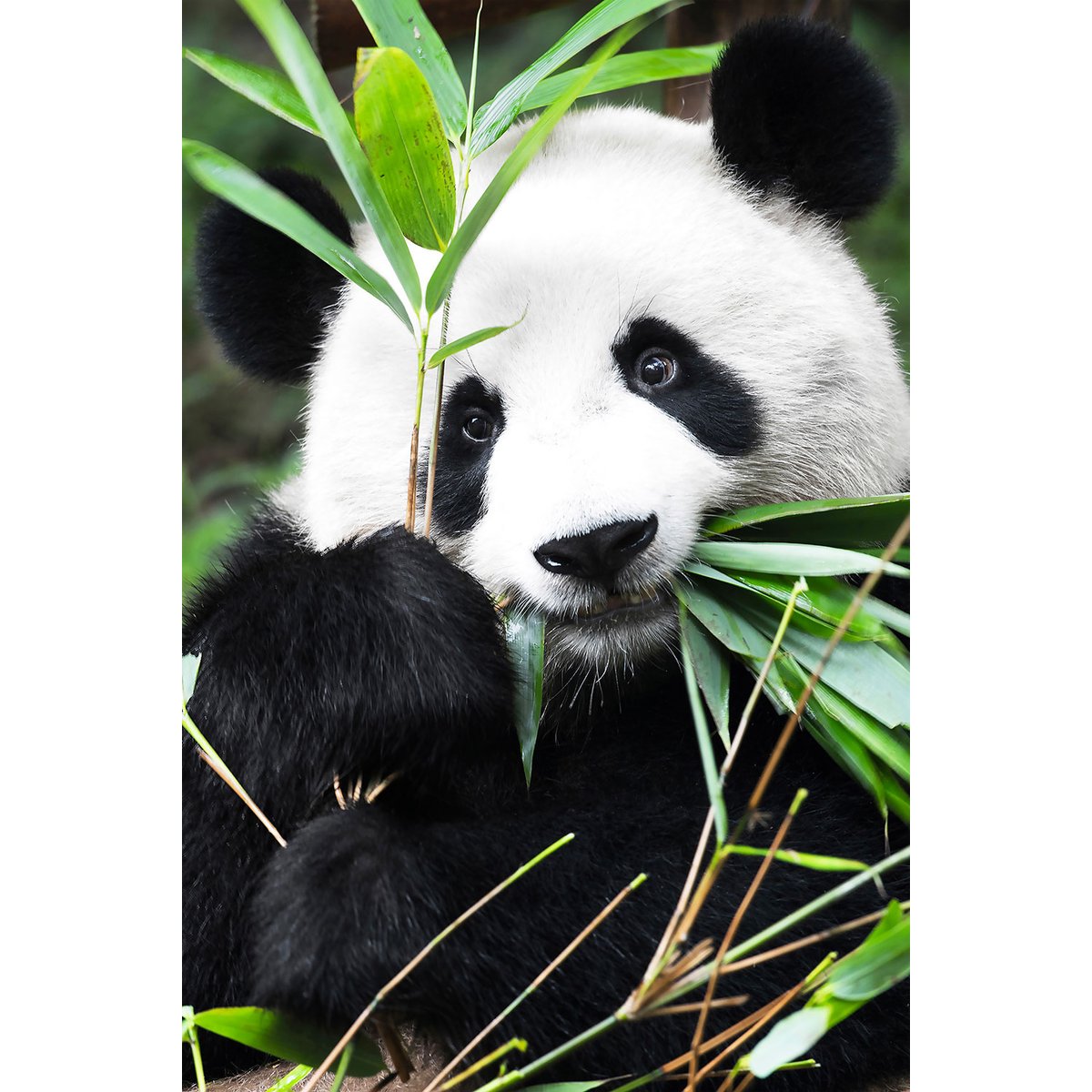 Tableau regard de panda tableau alu dibond, HEXOA