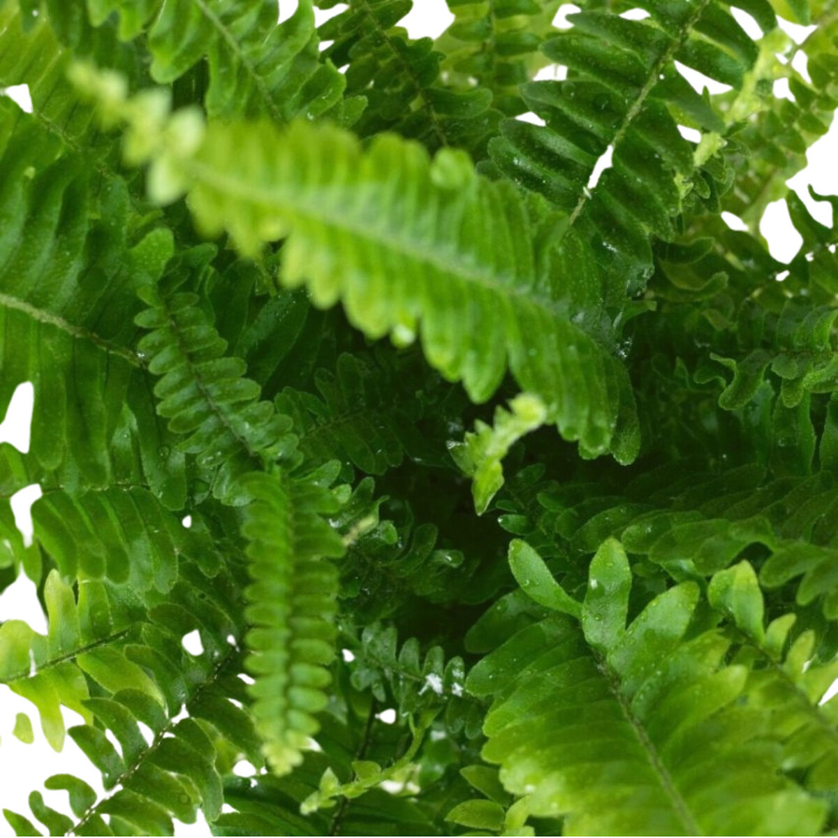 Planta Nephrolepis Exaltata, BIOMA  verde, BIOMA PLANTS